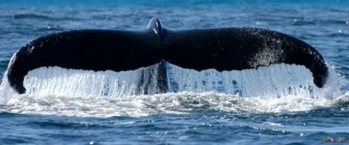 obsevation baleines GAspesie.jpg